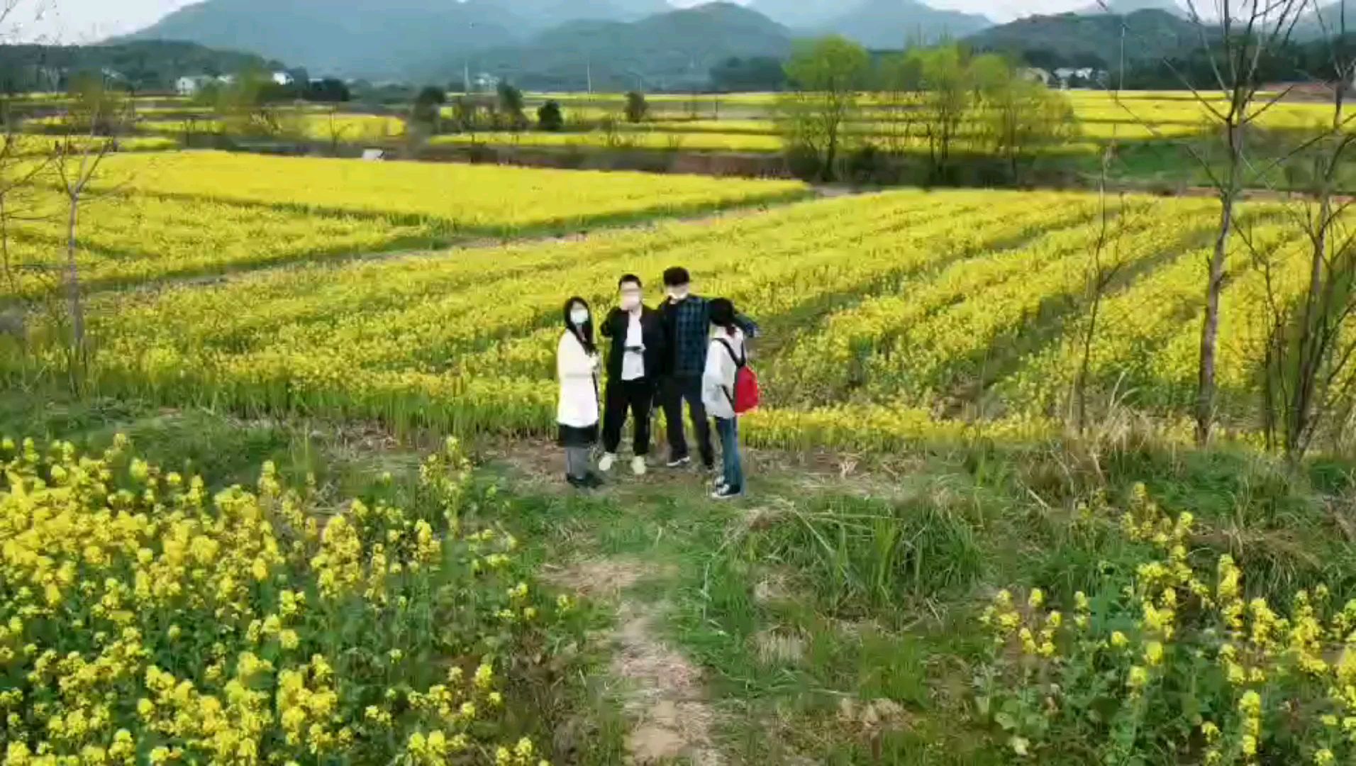 油 菜 花 的 呼 唤